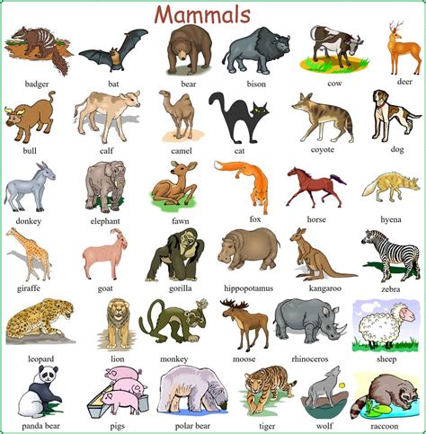 Category:Animals .
